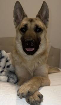 Rescue German Shepherd Dog Dogs for Adoption in Davis, California - Ricky | PetCurious