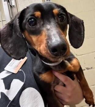 Miniature Dachshund Dogs Available for Adoption - MILO   | PetCurious