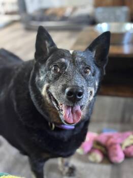 Rescue Australian Cattle Dog Blue Heeler Dogs for Adoption in Lorida, Florida - Emma | PetCurious