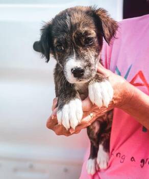 Aylee -  Mixed Breed Dog for Adoption in Groveland, Massachusetts - Aylee | PetCurious