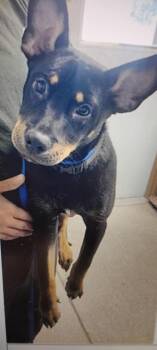 Mixed Breed Dogs Available for Adoption in Daytona Beach, Florida - Amari - P | PetCurious