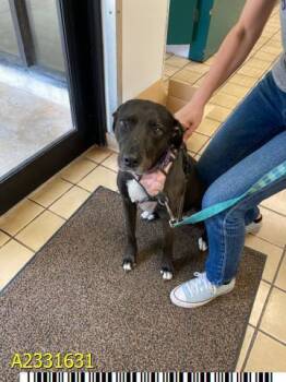 Mixed Breed Dogs Available for Adoption in West Palm Beach, Florida - ALEXIS | PetCurious