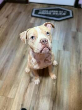 Doobie -  American Bully Dog for Adoption in Milford, Ohio - Doobie | PetCurious