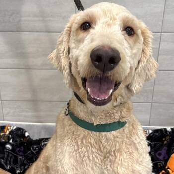 Max -  Labrador Retriever and Standard Poodle Dog for Adoption in Calverton, New York - Max | PetCurious