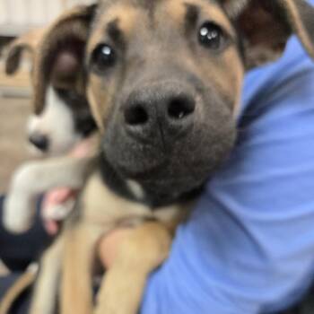 Shepherd Dogs Available for Adoption in Austin, Texas - Barton | PetCurious