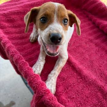 Moscato -  Cattle Dog Dog for Adoption in Edinburg, Texas - Moscato | PetCurious