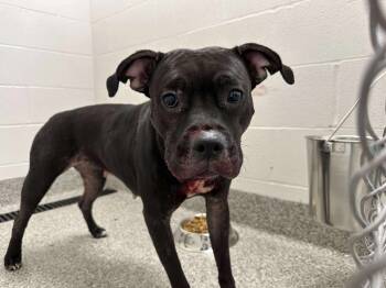 Rescue Terrier Dogs for Adoption in Van Wert, Ohio - Brita | PetCurious