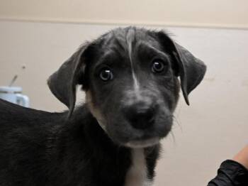 Newfoundland Dog and Shepherd Dogs Available for Adoption in Portland, Oregon - Caribou | PetCurious