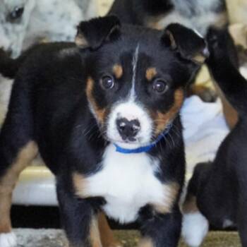 Australian Cattle Dog Blue Heeler and Mixed Breed Dogs Available for Adoption in Parker, Colorado - 558 (2026) Rosco | PetCurious