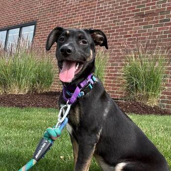 Very Cherry -  Shepherd and Border Collie Dog for Adoption in South Elgin, Illinois - Very Cherry | PetCurious