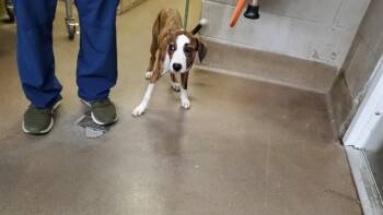 AMY -  Basset Hound and Mixed Breed Dog for Adoption in Aurora, Illinois - AMY | PetCurious