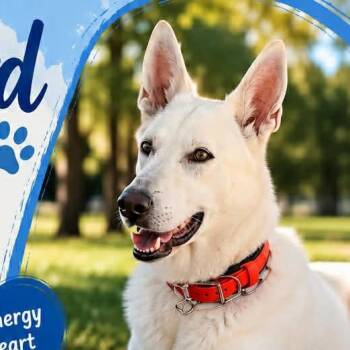 Blizzard -  German Shepherd Dog Dog for Adoption in New Smyrna Beach, Florida - Blizzard | PetCurious
