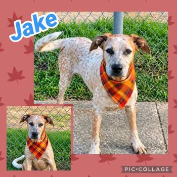 Jake -  Hound Dog for Adoption in Ringwood, New Jersey - Jake | PetCurious