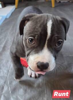 Pit Bull Terrier and Bulldog Dogs Available for Adoption - Runt | PetCurious