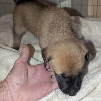 German Shepherd Dog and Labrador Retriever Dogs Available for Adoption in Fayetteville, Georgia - Cyrus | PetCurious