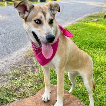 Husky and Labrador Retriever Dogs Available for Adoption - TARA - GORGEOUS GIRL! | PetCurious