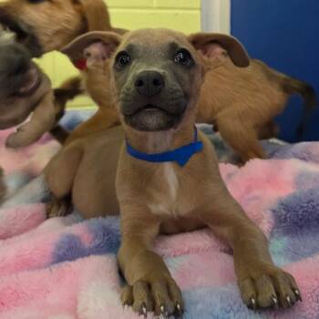 Harley -  Wirehaired Terrier Dog for Adoption in Newport, Tennessee - Harley | PetCurious