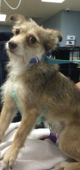 Terrier and Mixed Breed Dogs Available for Adoption - A1901961 | PetCurious