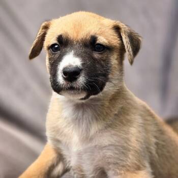Shepherd and Boxer Dogs Available for Adoption in San Diego, California - Chicago Pup - Cubs | PetCurious