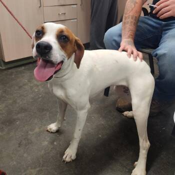 Hound and Mixed Breed Dogs Available for Adoption in Evensville, Tennessee - Dee Dee | PetCurious