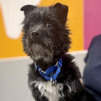 Scottish Terrier Dogs Available for Adoption - Maya | PetCurious