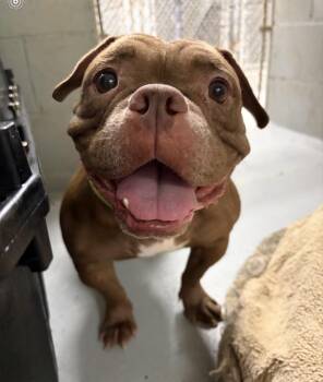 Truffle -  English Bulldog and French Bulldog Dog for Adoption in Mendham, New Jersey - Truffle | PetCurious