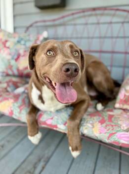Tanner — Best Friend to ALL -  Labrador Retriever and American Bulldog Dog for Adoption in Gulfport, Mississippi - Tanner — Best Friend To ALL | PetCurious