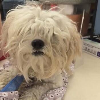 WAGS-Stray-21908 -  Lhasa Apso Dog for Adoption in Westminster, California - WAGS-Stray-21908 | PetCurious