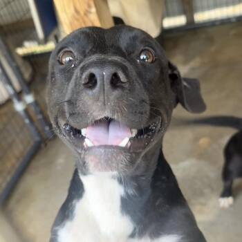 Louis -  Terrier Dog for Adoption in Birmingham, Alabama - Louis | PetCurious