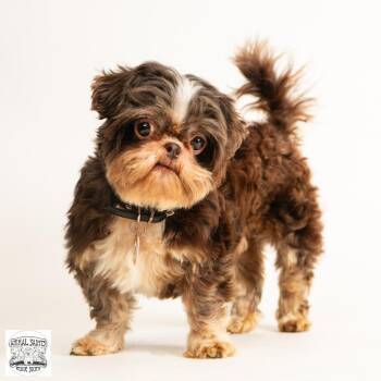 Walter -  Shih Tzu Dog for Adoption in Fort Montgomery, New York - Walter | PetCurious