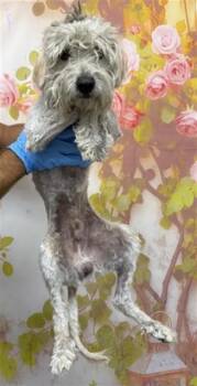 NIFFLER -  Maltese Dog for Adoption in San Bernardino, California - NIFFLER | PetCurious