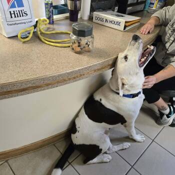 Oreo -  Mixed Breed Dog for Adoption in West Branch, Michigan - Oreo | PetCurious