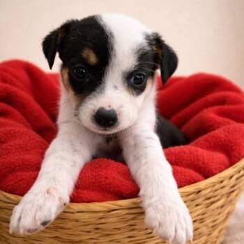 Hound and Fox Terrier Dogs Available for Adoption in Columbia, Illinois - Red(Tessa) | PetCurious