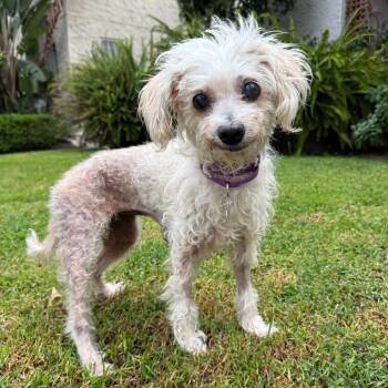 Rescue Maltese and Terrier Dogs for Adoption in Los Angeles, California - Polly | PetCurious