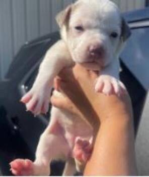 Bleach -  Mixed Breed Dog for Adoption in West Chester, Pennsylvania - Bleach | PetCurious