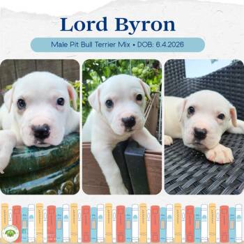Lord Byron -  Pit Bull Terrier Dog for Adoption in Pottstown, Pennsylvania - Lord Byron | PetCurious