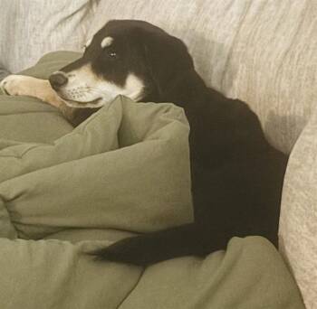 Rescue Labrador Retriever Dogs for Adoption in San Antonio, Texas - BELLA | PetCurious