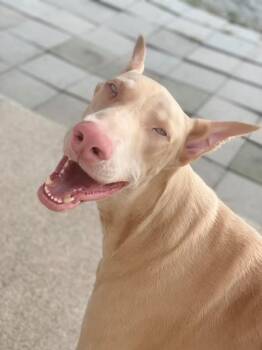 Doberman Pinscher Dogs Available for Adoption in Jacksonville, North Carolina - Azzy | PetCurious