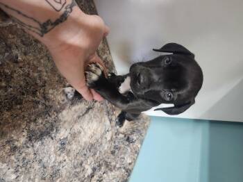 Blynkn -  Pit Bull Terrier and Chihuahua Dog for Adoption in Cosby, Tennessee - Blynkn | PetCurious