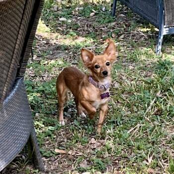 Rescue Chihuahua and Mixed Breed Dogs for Adoption in Houston, Texas - Reba | PetCurious