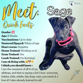 Labrador Retriever Dogs Available for Adoption - Sage | PetCurious