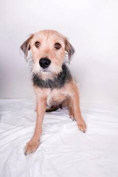 Melody -  Wirehaired Terrier Dog for Adoption in Bixby, Oklahoma - Melody | PetCurious