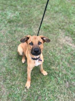 Rescue Shepherd and Mixed Breed Dogs for Adoption in Aiken, South Carolina - River | PetCurious