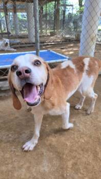 Benny -  Hound Dog for Adoption in Hampton, Virginia - Benny | PetCurious