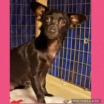 Rescue Chihuahua Dogs for Adoption in Loves Park, Illinois - RAVEN | PetCurious