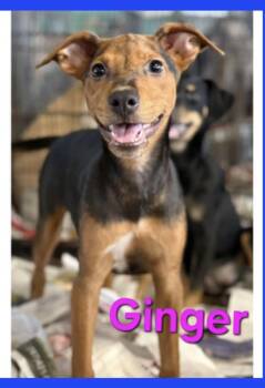 Rescue Mixed Breed Dogs for Adoption in Greenville, North Carolina - Ginger | PetCurious