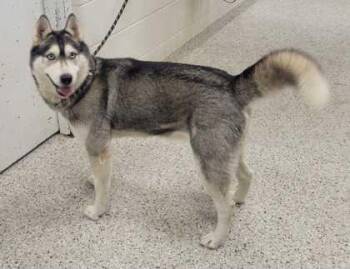 Yelena -  Siberian Husky and Mixed Breed Dog for Adoption in Kansas City, Missouri - Yelena | PetCurious
