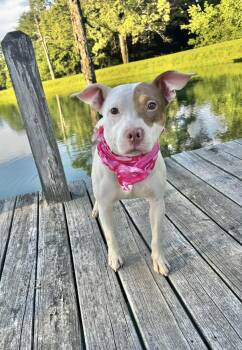 Rosie -  Terrier Dog for Adoption in Manchester, Connecticut - Rosie | PetCurious