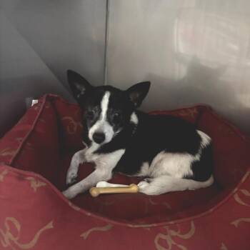 Charlie -  Chihuahua Dog for Adoption in Port Richey, Florida - Charlie | PetCurious