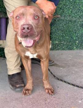 DJANGO -  Pit Bull Terrier and Mixed Breed Dog for Adoption in El Paso, Texas - DJANGO | PetCurious